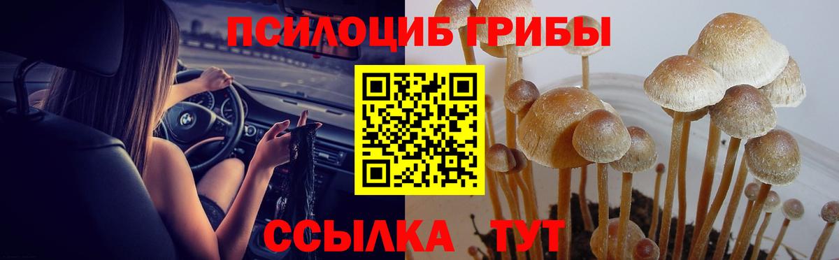 Псилоцибиновые грибы Cubensis Елец
